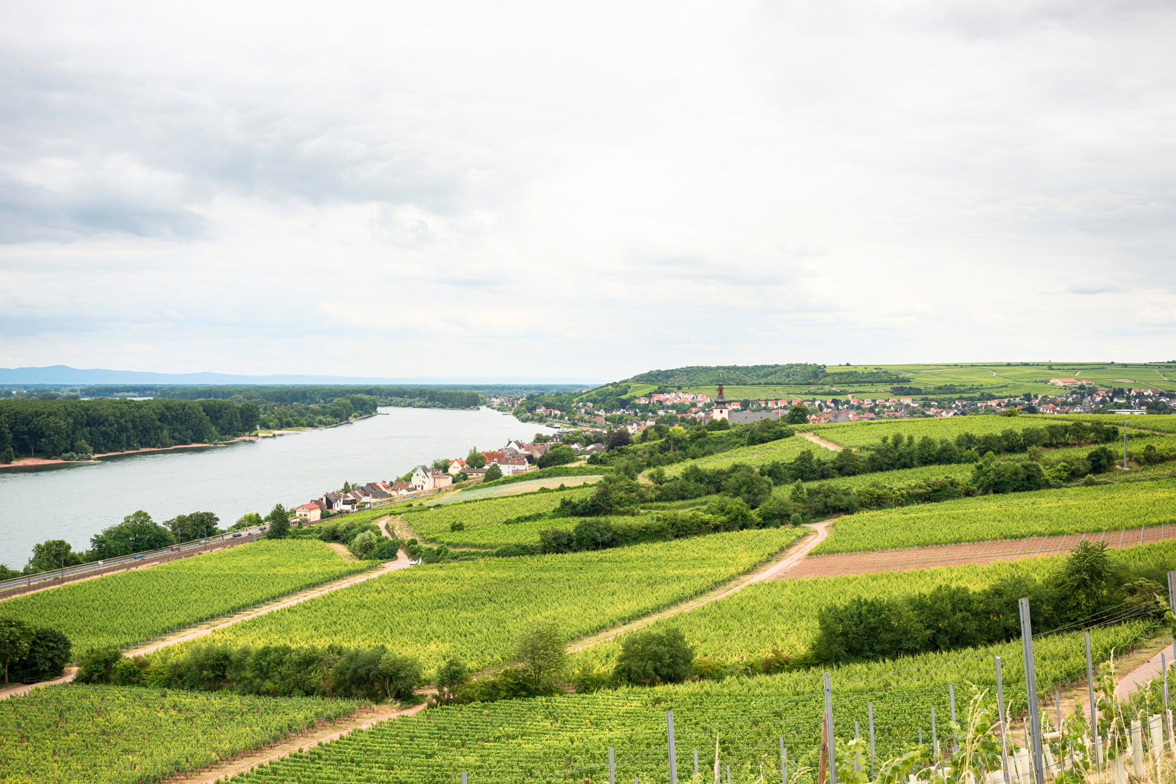 43 nierstein.webp